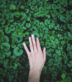 Close-up of hand on plant