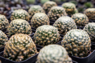 Full frame shot of succulent plants at market