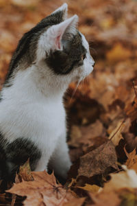 Close-up of a cat looking away