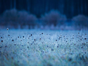 Autumn's frozen tapestry. enchanting meadow captured in ice in northern europe