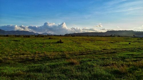 Scenic view of field against sky
