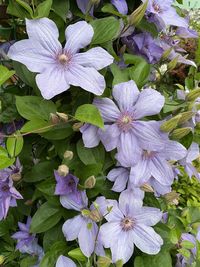 High angle view of purple flowering plant