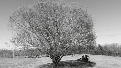 Trees on field