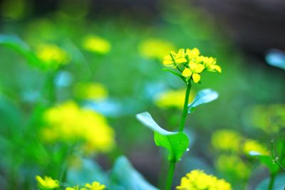 Close-up of yellow flowering plant