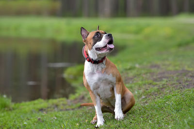 Dog looking away on field