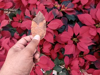 Close-up of hand holding red leaves