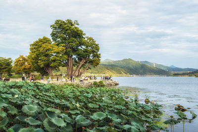 Dumulmeori which means two water area river view taken during fall. yangpyeong, south korea