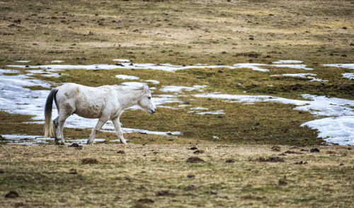 Horse standing in a field