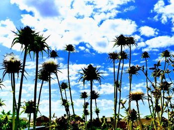 Low angle view of flowering plants against sky