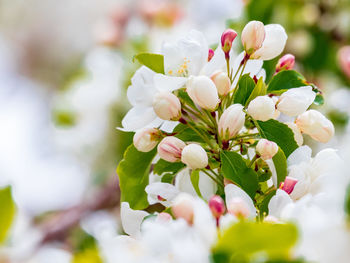 Close-up of white flowering plant