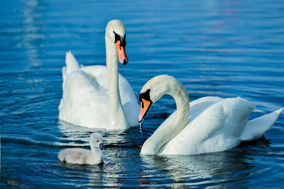 Swans swimming in lake
