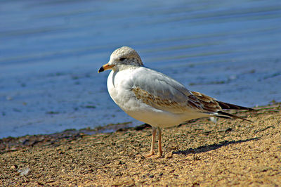 Close-up of seagull perching at shore