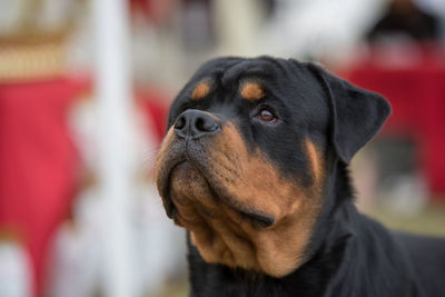 Close-up of rottweiler looking up