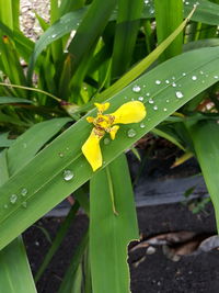 Close-up of water drops on yellow leaf