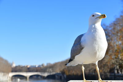 Close-up of seagull perching against clear blue sky