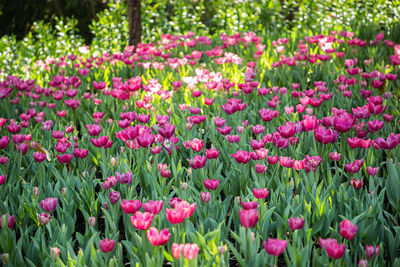 Close-up of pink tulip flowers on field