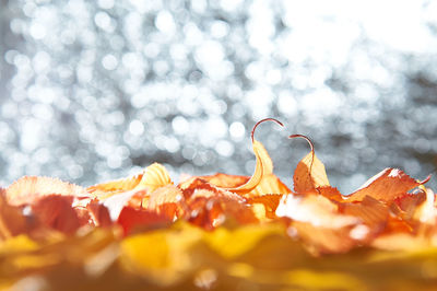 Close-up of fruit on snow