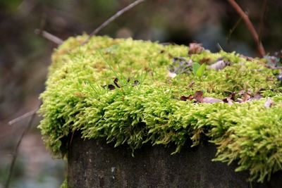 Close-up of moss growing on tree trunk