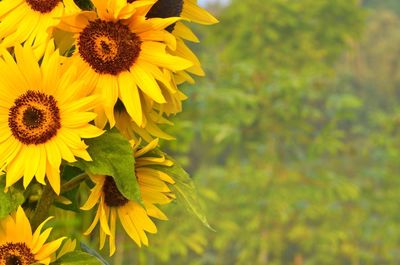 Close-up of sunflowers blooming at park