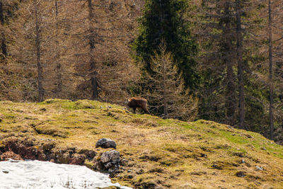 Sheep in a forest