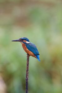 Kingfisher perching on stick