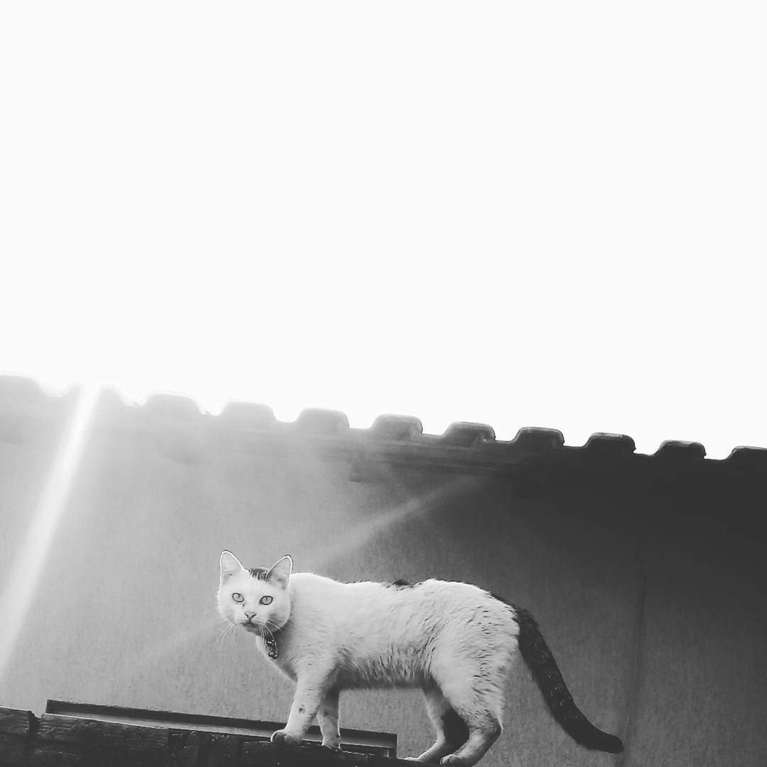 domestic animals, mammal, animal themes, one animal, pets, domestic cat, clear sky, copy space, dog, feline, day, no people, outdoors, portrait, full length, sky, nature