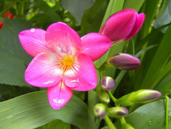 Close-up of pink flower