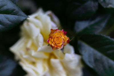 High angle view of rose bouquet