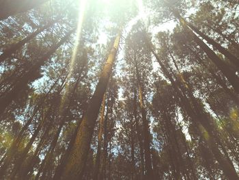 Low angle view of trees in forest