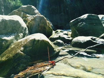 Close-up of lizard on rock