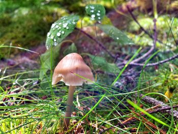 Close-up of mushroom growing on field