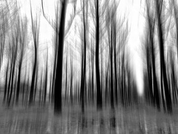 Full frame shot of trees