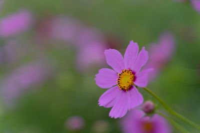 Close-up of pink cosmos flower