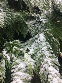 Close-up of trees in forest