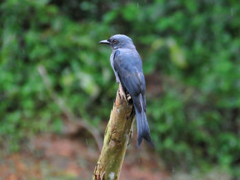 Close-up of bird perching outdoors