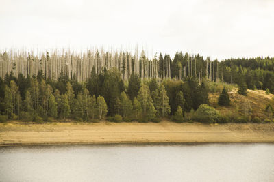 Scenic view of pine trees by lake against sky
