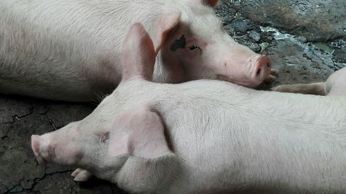 Close-up of pigs lying down on rock