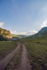 Summer road in the mountains with walking cows in the caucasus