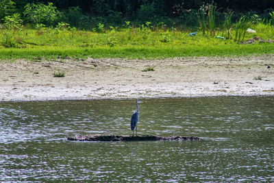 High angle view of gray heron swimming in lake