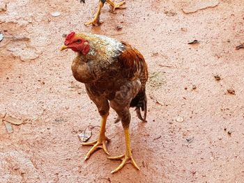 Close-up of a bird on field