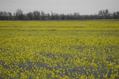 Yellow flowers growing in field