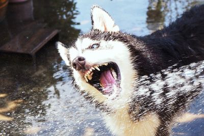 Close-up of dog in a water