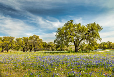 Scenic view of flowering trees on field against sky