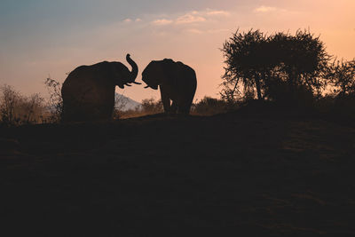 Silhouette of elephant on field against sky during sunset