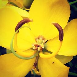 Close-up of yellow flowers