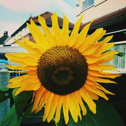 Close-up of sunflower