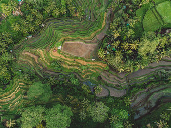 High angle view of agricultural field