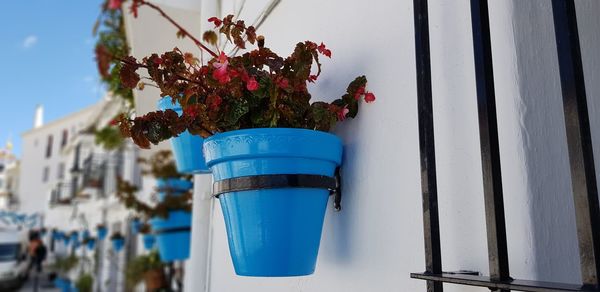 Low angle view of potted plant against blue sky