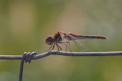 dragonflies and damseflies