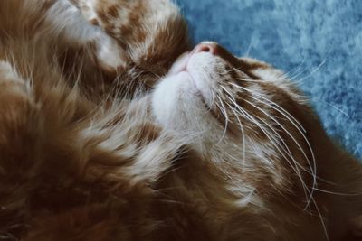 Orange kitten sleeping